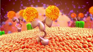 Hormones Classification of Hormones General mechanism of hormone action [upl. by Aerbma]