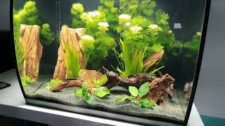 Fluval Flex 57 and Dennerle Scapers 55 Tanks Update 1 [upl. by Salbu]