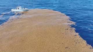 Sargassum seaweed taking over beaches in Florida Mexico and the Caribbean [upl. by Igiul]