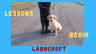 Labrador Puppy Begins His Training [upl. by Mariel]