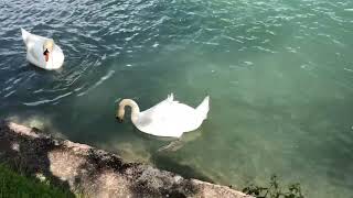 Switzerland Swans Feeding in the Aare River at Interlaken [upl. by Season458]