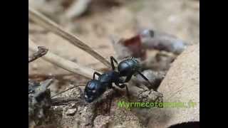 Rare Phoridae flies chase and parasite Camponotus vagus ant [upl. by Nauqat]