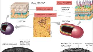 video aula  ESTRUTURA DAS BACTÉRIAS  PAREDE CELULAR [upl. by Kuth292]