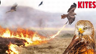 طائر الحدأة  الطائر الجارح الذي أمر النبي بقتله  الطيور الجارحة Kite Birds [upl. by Enimajneb]