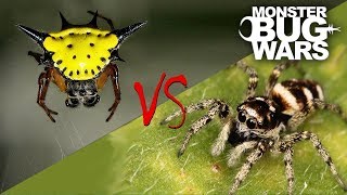 Spider vs Spider Showdowns 68  MONSTER BUG WARS [upl. by Innob]