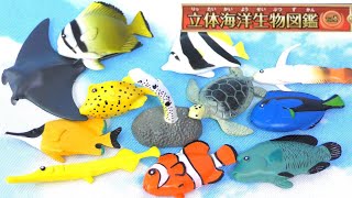 【全部知ってる？】立体海洋生物図鑑Vol1！全12種類をご紹介♪ [upl. by Cadel175]