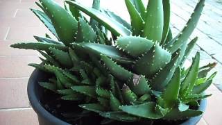 aloe brevifolia [upl. by Dadivitan]