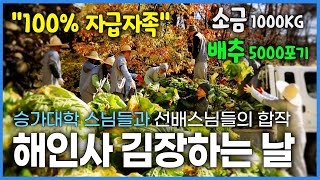 국내 3보 사찰 중 하나인 해인사 김장하는 날 들어가는 배추만 5000 포기 소금 1000kg 웃어른이 조금은 불편한 승가대학 스님들과 선배스님들의 합작  산사의 월동준비 [upl. by Feinleib]