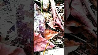 GARDEN LIZARD 🦎 KATUSSAlizardgardenlizardviralvideoviralshortsrilankanatureshortvideo [upl. by Eikkin13]