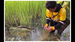 Today Harvest Rice then Catch and Cook  Steam fish Cooking Ep3  Cplteam [upl. by Draner]