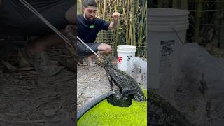 Dwarf Caiman Training amp Duckweed Introduction reptiles [upl. by Cuyler]