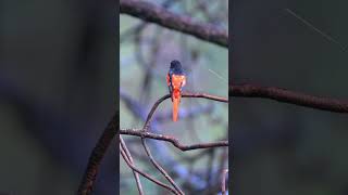 Scarlet Minivet viralreels viralshorts viralvideos birding birds viral naturelovers [upl. by Doherty667]