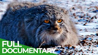 Wildlife Instincts Pallass Cat  Master of the Plains  Free Documentary Nature [upl. by Normalie]