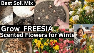 Grow lovely and Scented Freesia this winter  Freesia Bulbs Planting gardening winterflower [upl. by Rafaellle]