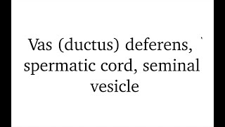 Ductus deferens spermatic cord seminal vesicle [upl. by Omora103]