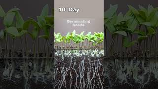 Growing Tomato From Seed  time lapse 26 days Shorts [upl. by Aetnahs249]