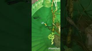 Cross Breeding Guppy fish😱subscribe for updates guppy crossbreeding aquraium guppyfishtank reel [upl. by Cavuoto99]