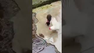 rat hen murgi fighting highlights reels duet foryou shortsvideo motivation [upl. by Alisia718]