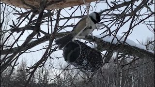 How to make a simple nyjer seed bird feeder [upl. by Lochner]