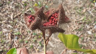 Harvested Annatto Seeds To Grow Achiote Tree On Homestead  Growing Food On Homestead Vlog [upl. by Zenobia563]