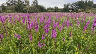 Grote kattenstaart  Lythrum salicaria  NL Bloeit  Planten van hier [upl. by Stanhope715]