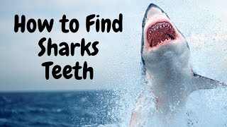 How To Find Sharks Teeth at Myrtle Beach [upl. by Anauqahc]