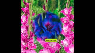 ग्येडियोलस का पौधा  Gladiolus Plant  Gladiolus gladiolus [upl. by Dotti723]