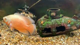 Albino Oscar Cichlids [upl. by Fine]