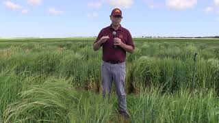 Resistance to Fusarium Head Blight in Barley [upl. by Beasley]