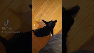 Peanut dogsofyoutube pets dogsyourfriendsforever friends [upl. by Ocirne203]