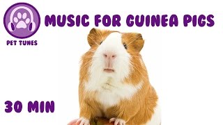 30 MINS Guinea Pig Music Music to Relax Your Pig Relaxing Music for Pets [upl. by Ansilma]