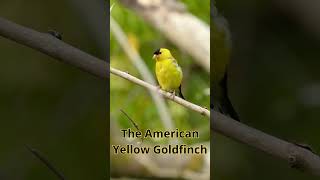 Distinctive songs of the wild goldfinch in nature birds [upl. by Alleroif488]