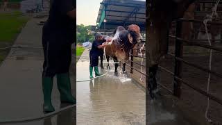 American red Brahman bull getting showered shorts ytshortsvideo brahmancows cow animals bull [upl. by Eitak]