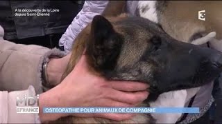 Ostéopathie pour animaux de compagnie [upl. by Fadden]