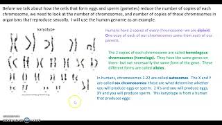 Introduction to meiosis [upl. by Edrahc]