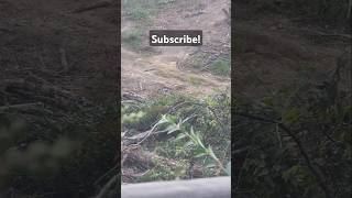 Insane video of BOBCAT in daylight subscribe deerhunting predatorhunting [upl. by Sexton]