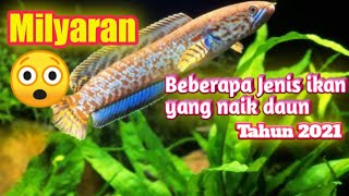 Ikan yang sedang naik daun tahun 2021  ikan viral 2021  ada yang sampai milyaran [upl. by Smailliw]