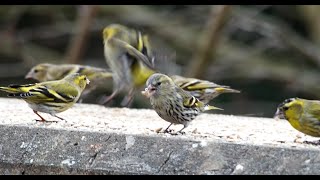 flock of siskins [upl. by Laraine]