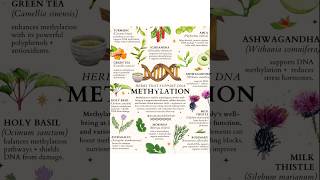 ✨DNA Methylation✨ Subscribe 4more skincare amp healthcare💜trending explore ytshorts skincare tips [upl. by Ursulina]