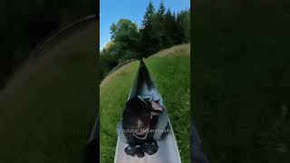 Extreme Alpine Slide Adventure Hits 70 kmh in Germany [upl. by Amador]