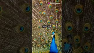 The Majestic History of Peacocks for top 10🤩🤩 factsanimalworld [upl. by Jacobina]