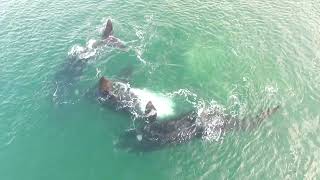 Southern right whales mating season [upl. by Yrot786]