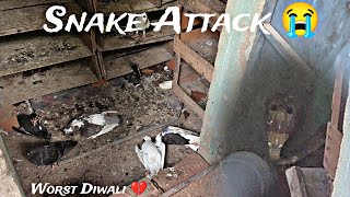 Snake 🐍Attacked My Pigeons 🕊️😭😭 Part 1 Worst Diwali 💔 pigeon pigeontamil [upl. by Eiryk]