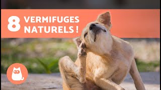 8 vermifuges naturels pour chiens 🐶✅  Sontils DANGEREUX [upl. by Eydie]