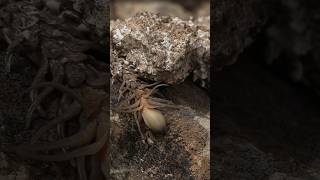 spider tailed horned viper [upl. by Siloa]