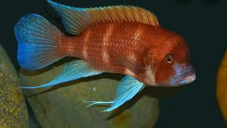 Cyphotilapia  Red Frontosa Cichlids amp Bonus All Black Haitiensis copperband [upl. by Aeresed]