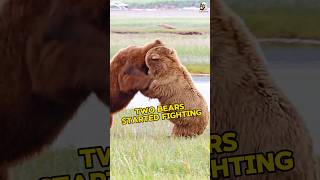 Two Bears started fighting wildanimals bear bearfight shorts [upl. by Crystie995]