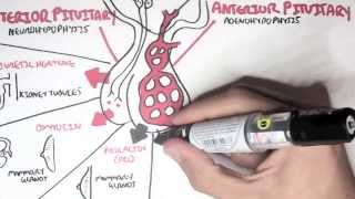 Endocrinology  Overview [upl. by Elwyn]