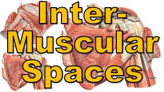 17 Intermuscular Spaces  Upper Limb  كلية الطب  مادة التشريح  A3  19 [upl. by Areek]