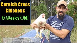 Raising Cornish Cross Chickens For Meat 6 Weeks Old  Managing Stress [upl. by Lankton]